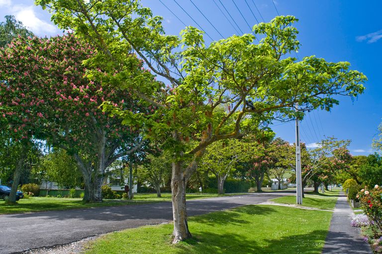 Photo of property in 19 Owen Road, Inner Kaiti, Gisborne, 4010