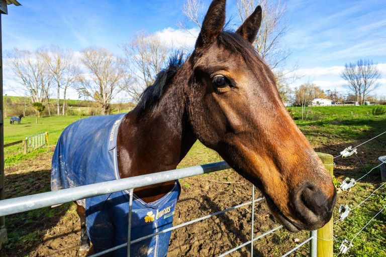 Photo of property in 339a Te Poi Road South, Te Poi, Matamata, 3473