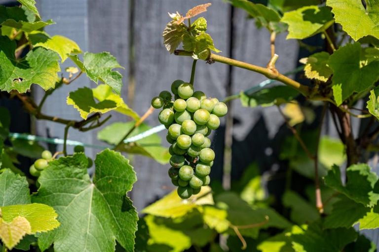 Photo of property in 9 Vining Crescent, Stoke, Nelson, 7011