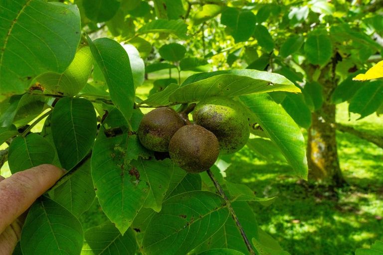 Photo of property in 347 Kuku Road East, Kuku, Levin, 5570