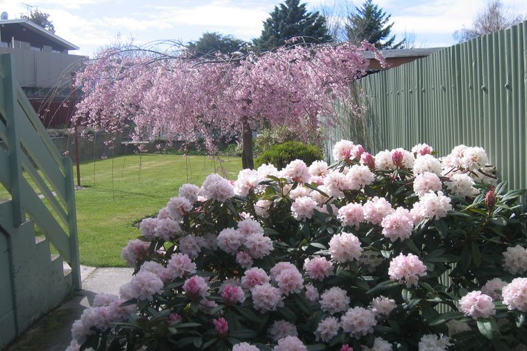 Photo of property in 49 Ashworth Street, Alexandra, 9320