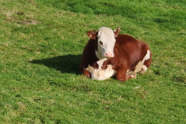 Photo of property in 49b Mangakino Road, Raglan, 3295