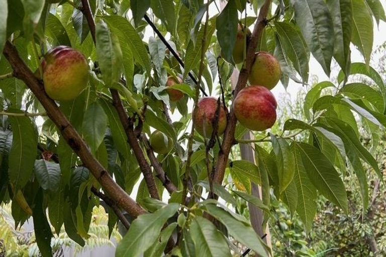 Photo of property in 72 Toi Toi Street, Toi Toi, Nelson, 7010