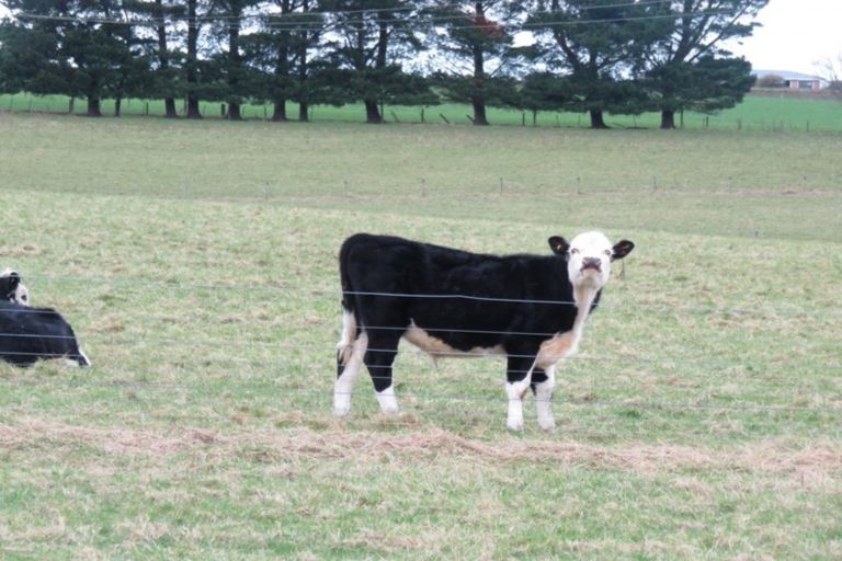 Photo of property in 326 Lorne-dacre Road, Roslyn Bush, Invercargill, 9876