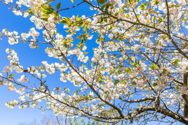 Photo of property in 92 Pauls Road, Rapaura, Blenheim, 7273