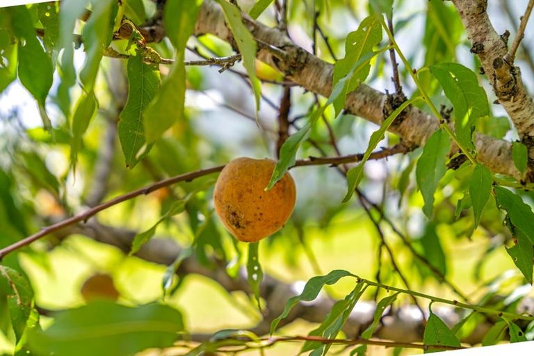 Photo of property in 5 Church Street, Aratapu, Dargaville, 0371