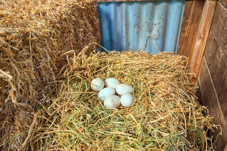 Photo of property in 427 Soldiers Road, Lower Kaimai, Tauranga, 3171