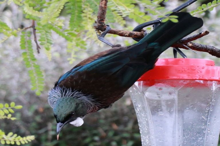 Photo of property in 45 Te Aroha Street, Hamilton East, Hamilton, 3216