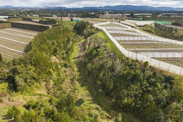 Photo of property in 589 Rangiuru Road, Rangiuru, Te Puke, 3188