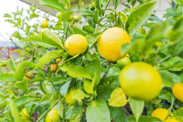 Photo of property in 44 Othello Drive, Rolleston, 7614