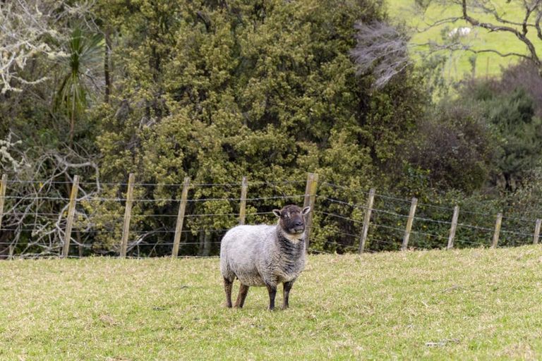 Photo of property in 35 Downer Access Road, Kaukapakapa, 0873