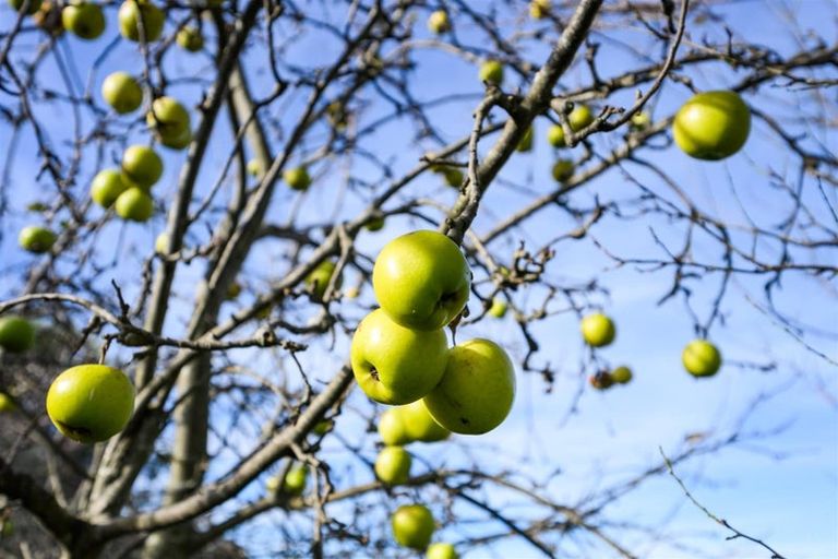 Photo of property in 21 Flower Street, Bulls, 4818