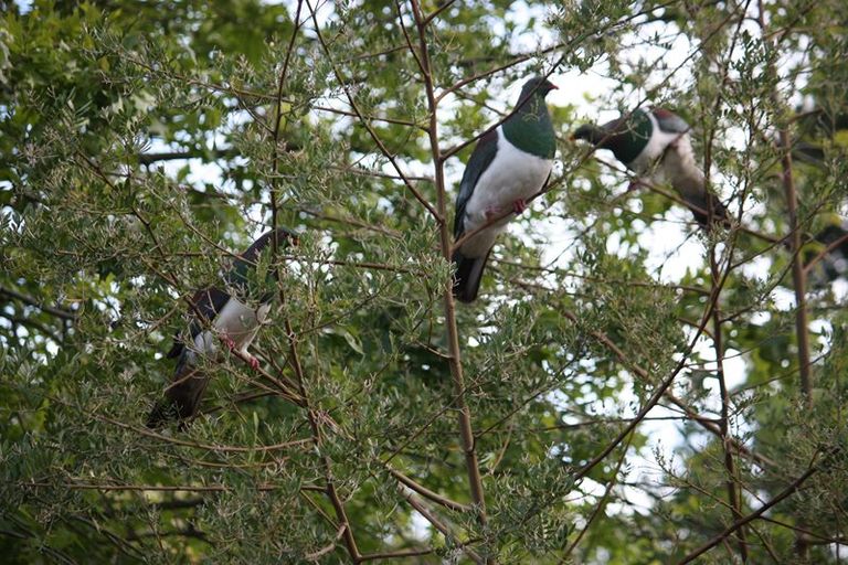 Photo of property in 92e Upper Harbour Drive, Greenhithe, Auckland, 0632