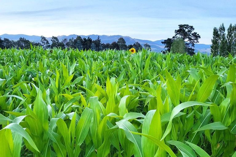 Photo of property in 48 Gardiners Road, Starvation Hill, 7495