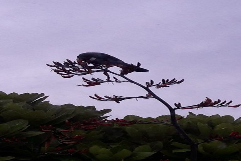 Photo of property in 38 Esk Street, Parkvale, Tauranga, 3112