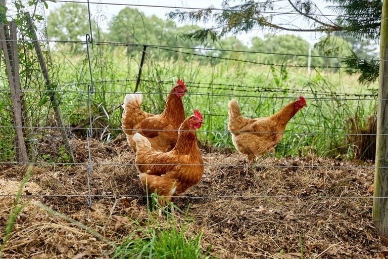 Photo of property in 1199 Parnassus Road, Ferniehurst, Cheviot, 7384