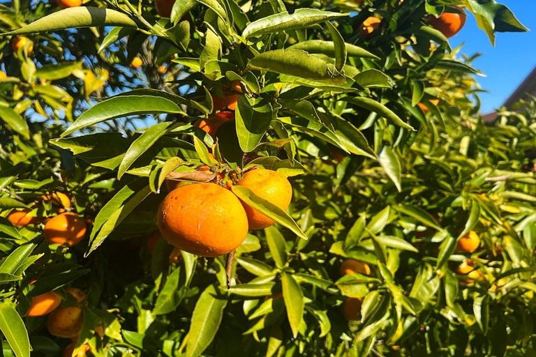 Photo of property in 11b Sharaleigh Place, Grandview Heights, Hamilton, 3200