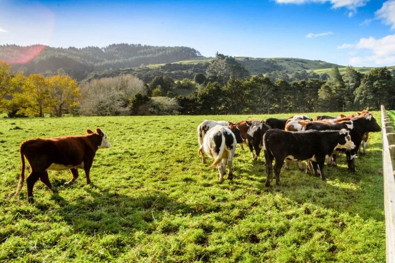 Photo of property in 1149a Whangaripo Valley Road, Whangaripo, Wellsford, 0972