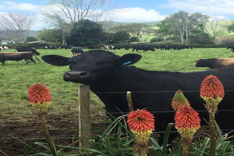 Photo of property in 43 Cadman Road, Tirohia, Paeroa, 3673