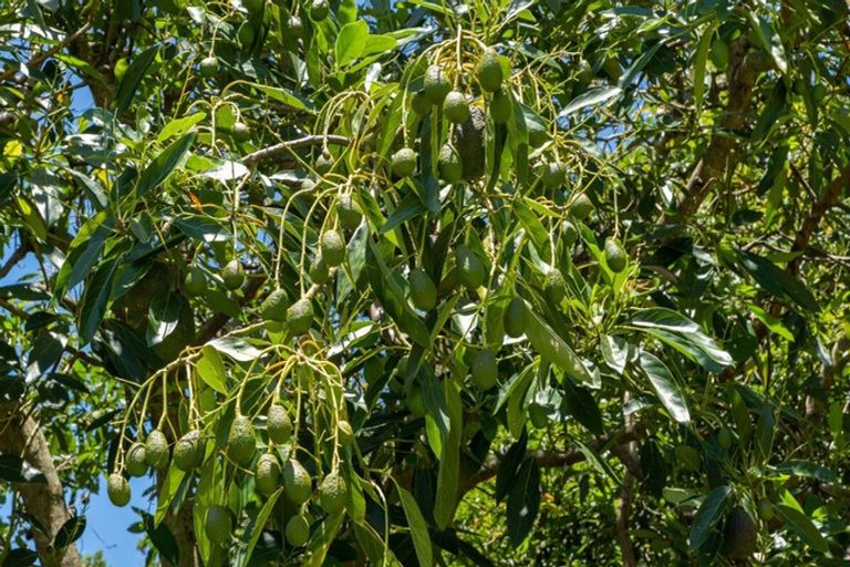 Photo of property in 226 Snodgrass Road, Te Puna, Tauranga, 3174