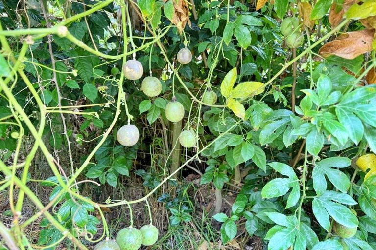 Photo of property in 71a Hukatere Road, Pukenui, Kaitaia, 0484