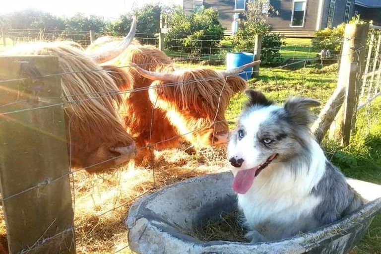 Photo of property in 499a White Pine Bush Road, White Pine Bush, Whakatane, 3192