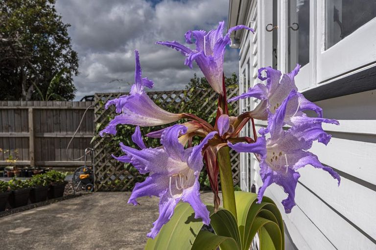 Photo of property in 31 Carrington Street, Dargaville, 0310