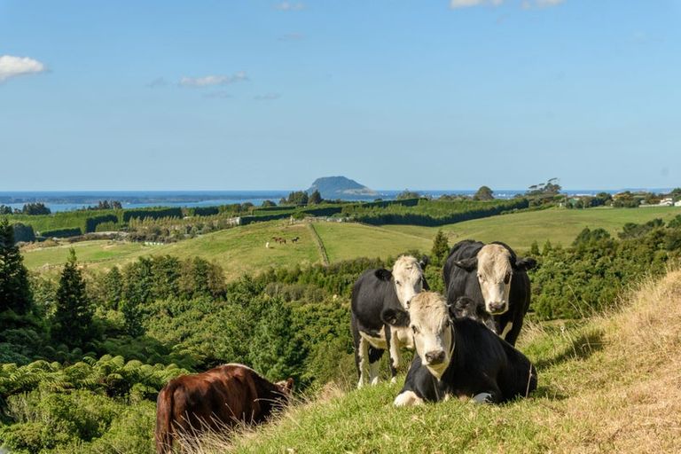 Photo of property in 220 Ross Road, Whakamarama, Tauranga, 3179