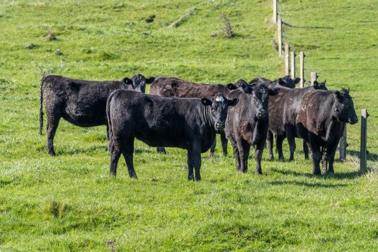 Photo of property in 425 Daggs Road, Bideford, Masterton, 5882