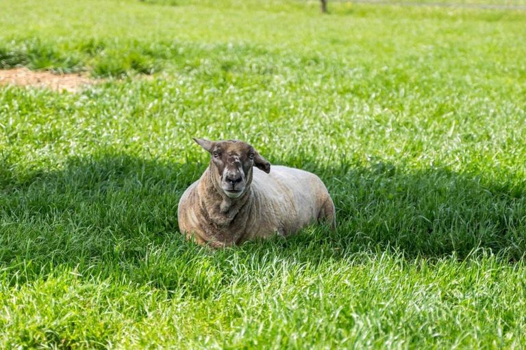 Photo of property in 324 Norfolk Road, Waingawa, 5791