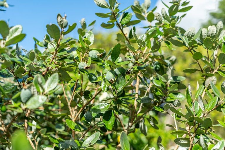 Photo of property in 4 Davis Crescent, Elderslea, Upper Hutt, 5018