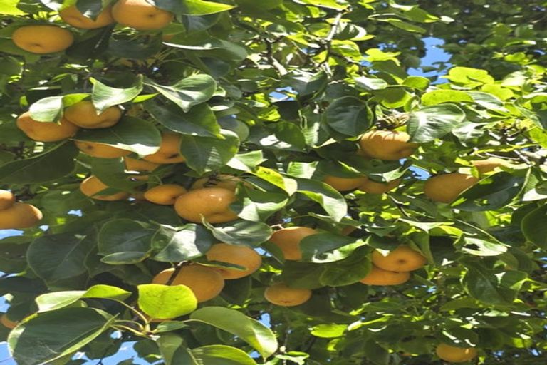 Photo of property in 11 Alexander Street, Ohingaiti, Kimbolton, 4785