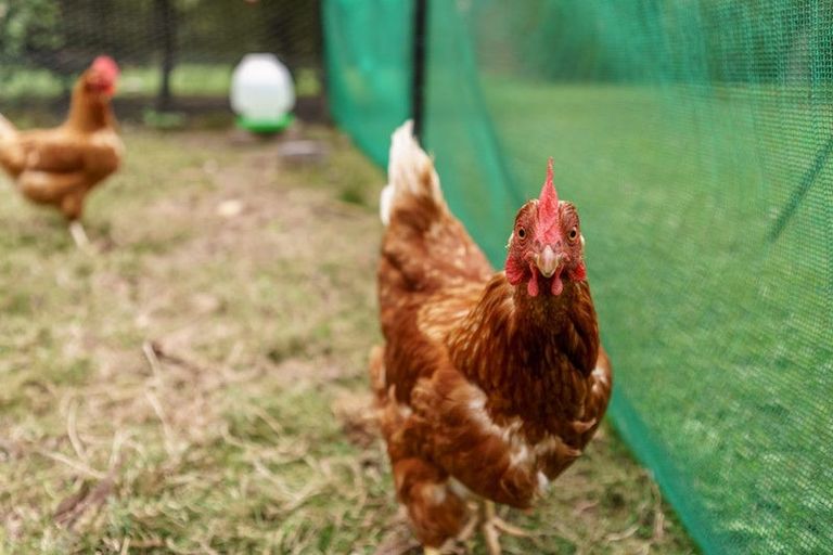 Photo of property in 38 Max Wallace Drive, Ashley, Rangiora, 7477