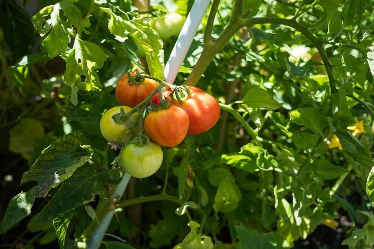 Photo of property in 153a High Street, Bulls, 4818