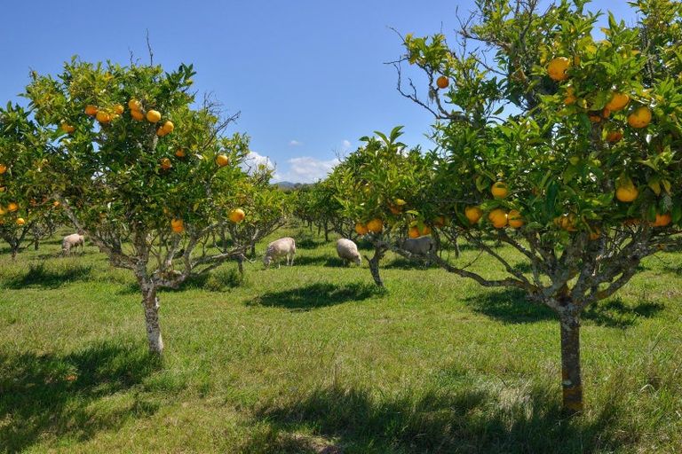 Photo of property in 17 Cemetery Road, Patutahi, Gisborne, 4072