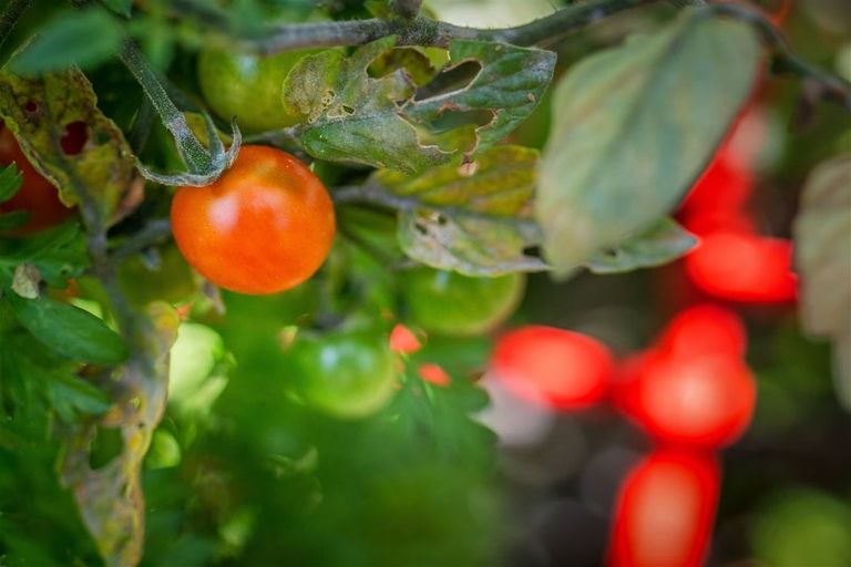 Photo of property in 16 Hungerford Drive, Rolleston, 7615