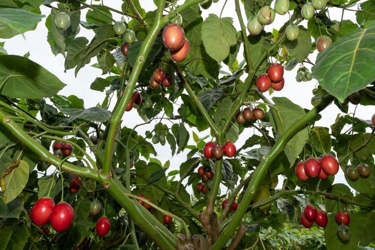 Photo of property in 25 Cottle Hill Drive, Kerikeri, 0293