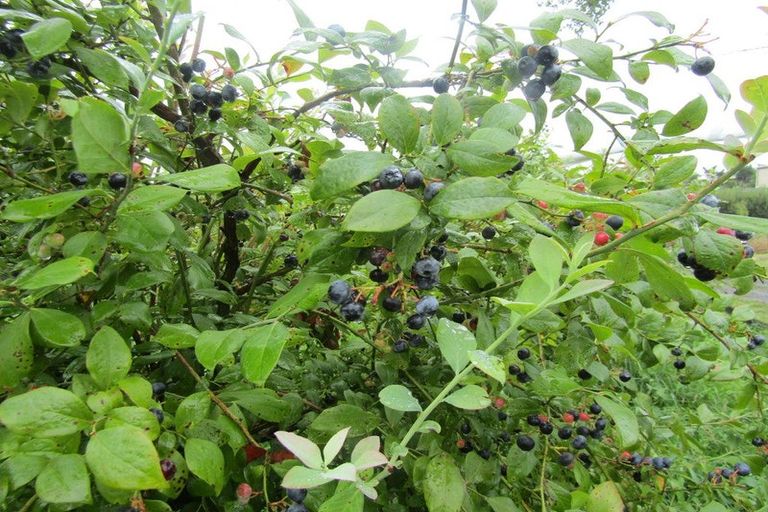 Photo of property in 549a Seddon Road, Gordonton, Hamilton, 3287