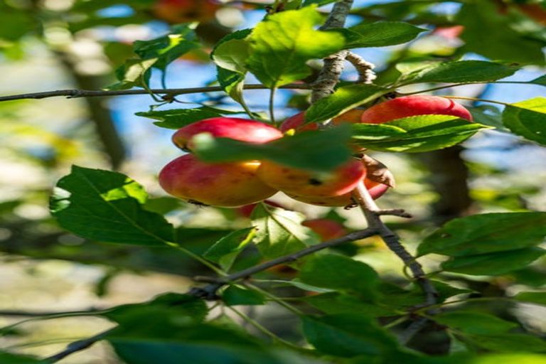 Photo of property in 145 Park Road, Carterton, 5713