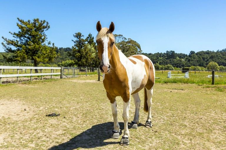 Photo of property in 109c Mangaroa Valley Road, Mangaroa, Upper Hutt, 5371