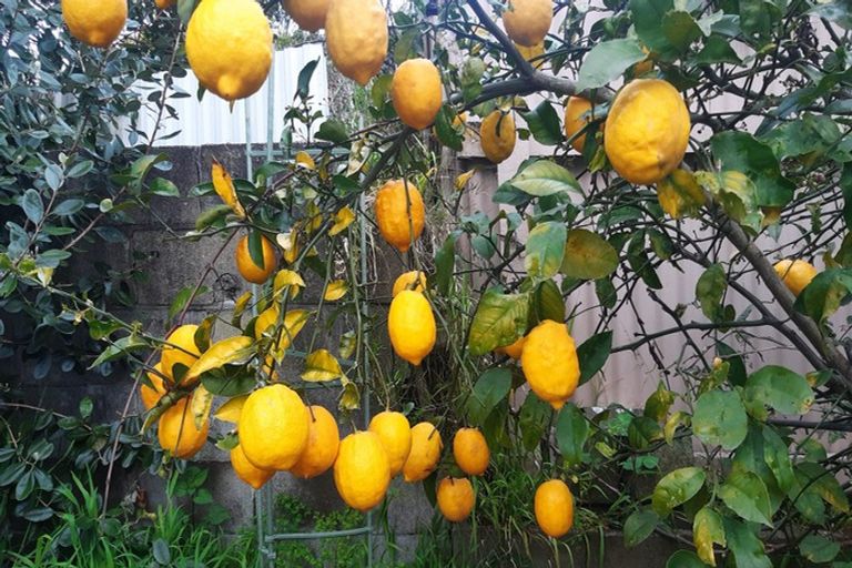 Photo of property in 38 Esk Street, Parkvale, Tauranga, 3112