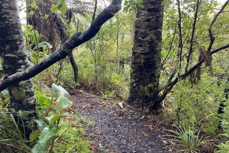 Photo of property in 57 Tanekaha Road, Titirangi, Auckland, 0604