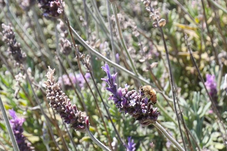 Photo of property in 156 Hakanoa Street, Huntly, 3700