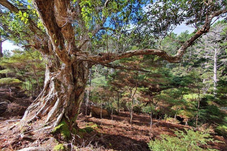 Photo of property in 12 Lavinia Place, Kawau Island, 0920