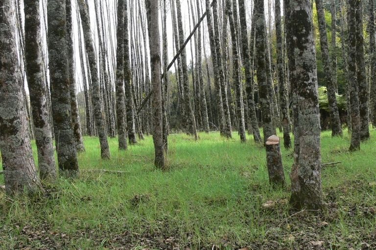 Photo of property in 84 Rigden Road, Opua, 0272