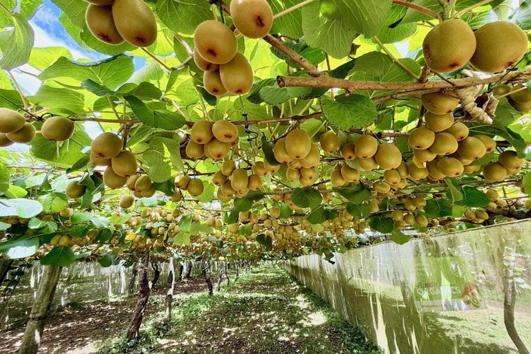 Photo of property in 29 I'anson Road, Minden, 3179