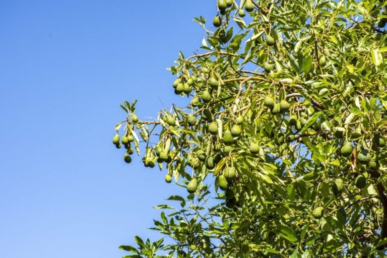 Photo of property in 390f Old Highway, Whakamarama, Tauranga, 3180