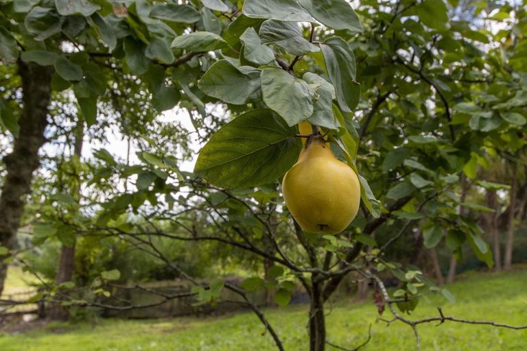 Photo of property in 79 Ronaldsay Street, Palmerston, 9430