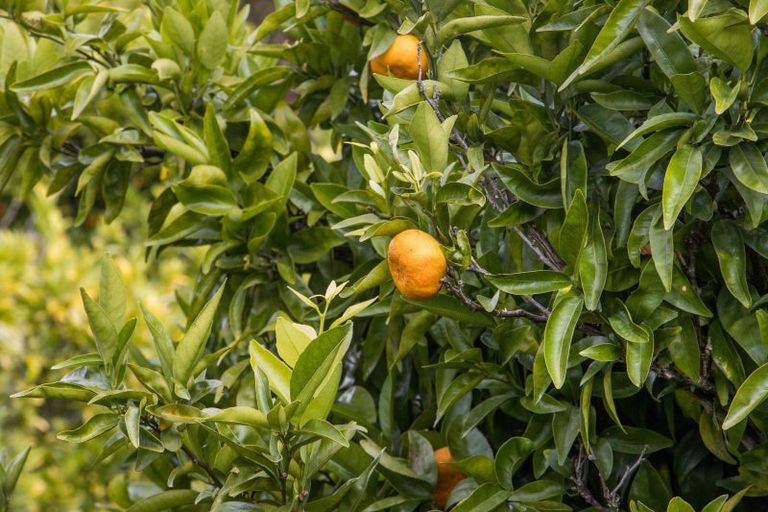 Photo of property in 92 Pukakura Road, Katikati, 3178