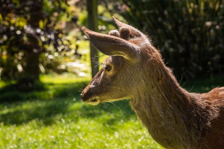 Photo of property in 70 Hunter Road, Speargrass Flat, Queenstown, 9371